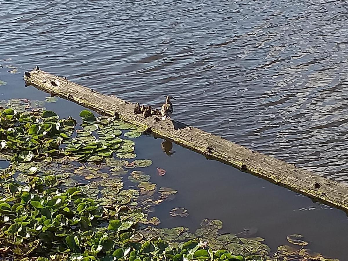 Willa Huisje Aan Het Water, Omgeving Amsterdam Zaandam Zewnętrze zdjęcie